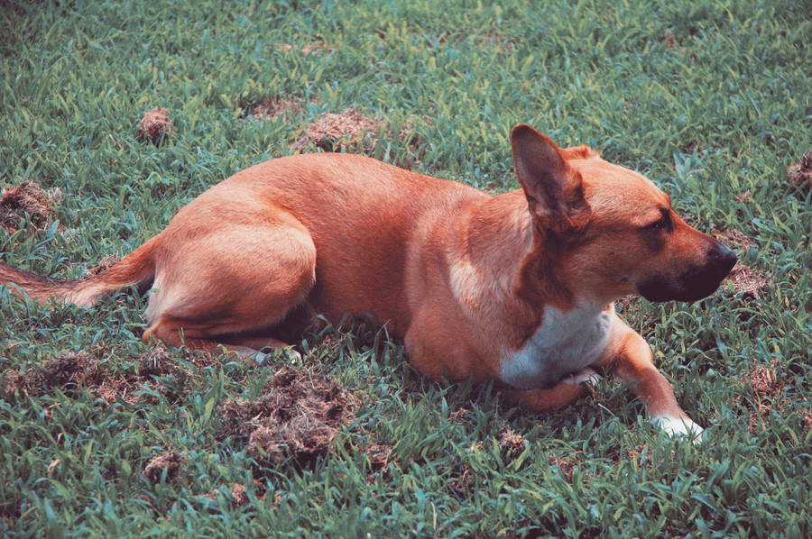 golden retriever dog. Red - Golden Retriever Dog